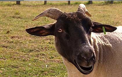 Big Barn Farm - Talking Animals lipsync VFX, 3D Animation & CGI.