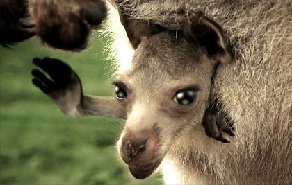 Sunraysia Organic Talking Kangaroo, VFX & 3D Animation